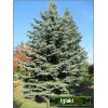 Picea pungens Glauca - Świerk kłujący Srebrny bryła _400-450cm xxxy