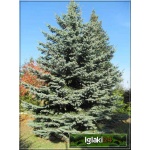 Picea pungens Glauca - Świerk kłujący Srebrny bryła _400-450cm xxxy