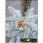 Picea pungens Hoopsii - Świerk kłujący Hoopsii szczep. C7,5 60-80cm