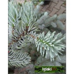 Picea pungens Hoopsii - Świerk kłujący Hoopsii szczep. SOLITER bryła _180-200cm