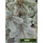 Picea pungens Hoopsii - Świerk kłujący Hoopsii szczep. SOLITER bryła _180-200cm