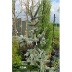 Picea pungens Hoopsii - Świerk kłujący Hoopsii szczep. C7,5 60-80cm