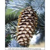 Picea pungens - Świerk kłujący C_12 60-80cm xxxy