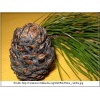 Pinus cembra - Sosna limba bryła _140-160cm xxxy