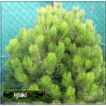 Pinus heldreichii Compact Gem - Pinus leucodermis Compact Gem - Sosna bośniacka Compact Gem szczep. bryła 60-80cm