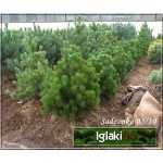Pinus heldreichii Compact Gem - Pinus leucodermis Compact Gem - Sosna bośniacka Compact Gem szczep. bryła 60-80cm