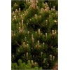 Pinus heldreichii Compact Gem - Pinus leucodermis Compact Gem - Sosna bośniacka Compact Gem szczep. C5 30-40cm xxxy