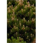 Pinus heldreichii Compact Gem - Pinus leucodermis Compact Gem - Sosna bośniacka Compact Gem szczep. bryła _100-125cm xxxy