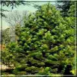 Pinus heldreichii Satellit - Pinus leucodermis Satellit - Sosna bośniacka Satellit bryła _140-160cm