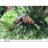 Pinus heldreichii Satellit - Pinus leucodermis Satellit - Sosna bośniacka Satellit bryła _200-250cm xxxy