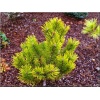 Pinus mugo Golden Globe - Sosna górska Golden Globe bryła 80-100cm