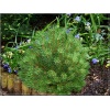 Pinus mugo Hnizdo - Sosna kosodrzewina Hnizdo C_15 30-40cm xxxy