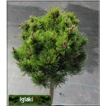 Pinus mugo Mops - Sosna górska Mops - Kosodrzewina Mops PA FOTO
