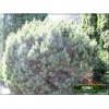 Pinus mugo Mops - Sosna górska Mops - Kosodrzewina Mops bryła _100-120cm xxxy