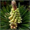 Pinus mugo pumilio - Sosna Górska Pumilio - Kosodrzewina Pumilio C_25 10-20x40-60cm xxxy