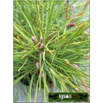 Pinus mugo pumilio - Sosna Górska Pumilio - Kosodrzewina Pumilio bryła 80-100cm