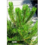 Pinus mugo pumilio - Sosna Górska Pumilio - Kosodrzewina Pumilio bryła 80-100cm