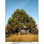 Pinus nigra - Sosna czarna bryła _180-200cm xxxy