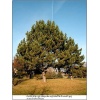 Pinus nigra - Sosna czarna bryła _200-250cm xxxy