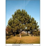 Pinus nigra - Sosna czarna C_90 _180-200cm xxxy