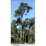 Pinus sylvestris - Sosna pospolita C_15 _120-150cm xxxy