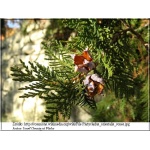 Platycladus orientalis - Thuja orientalis - Żywotnik wschodni FOTO