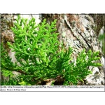 Platycladus orientalis - Thuja orientalis - Żywotnik wschodni C_15 80-100cm