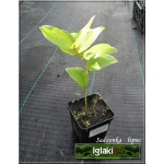 Polygonatum odoratum Variegatum - Kokoryczka wonna Variegatum - biały, liście biało-zielone, wys 40, kw 5/6 FOTO