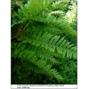 Polypodium vulgare - Paproć zwyczajna - Paproć - wys. 30 FOTO