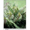 Polystichum setiferum - Paprotnik szczecinkozębny - Paproć - wys. 90 FOTO