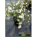 Potentilla fruticosa Abbotswood - Pięciornik krzewiasty Abbotswood - białe C2 20-30cm
