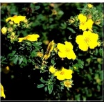 Potentilla fruticosa Dart\'s Golddigger - Pięciornik krzewiasty Dart\'s Golddigger - żółte FOTO