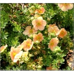 Potentilla fruticosa Daydawn - Pięciornik krzewiasty Daydawn - różowopomarańczowe FOTO