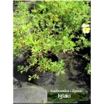 Potentilla fruticosa Daydawn - Pięciornik krzewiasty Daydawn - różowopomarańczowe C2 20-60cm