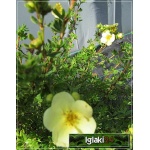 Potentilla fruticosa Daydawn - Pięciornik krzewiasty Daydawn - różowopomarańczowe FOTO