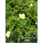 Potentilla fruticosa Daydawn - Pięciornik krzewiasty Daydawn - różowopomarańczowe C2 20-60cm
