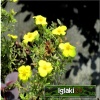 Potentilla fruticosa Kobold - Pięciornik krzewiasty Kobold - żółte FOTO 