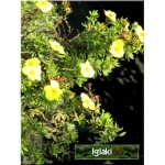 Potentilla fruticosa Kobold - Pięciornik krzewiasty Kobold - żółte C2 20-30cm