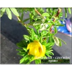 Potentilla fruticosa Kobold - Pięciornik krzewiasty Kobold - żółte C2 20-30cm
