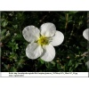 Potentilla fruticosa McKay\'s White - Pięciornik krzewiasty McKay\'s White - białe FOTO 