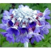 Primula capitata Noverna Deep Blue - Pierwiosnek główkowaty Noverna Deep Blue - niebiesko-liliowe, wys. 30, kw. 7/9 FOTO