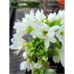 Primula denticulata Alba - Pierwiosnek ząbkowany Alba - białe, wys. 30, kw 3/4 C0,5