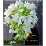Primula denticulata Alba - Pierwiosnek ząbkowany Alba - białe, wys. 30, kw 3/4 C1,5