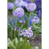 Primula denticulata Blue Selection - Pierwiosnek ząbkowany Blue Selection - fioletowe, wys. 30, kw. 3/4 FOTO