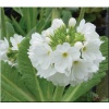 Primula denticulata Prom White - Pierwiosnek ząbkowany Prom White - białe, wys. 30, kw. 3/4 FOTO zzzz xxxy