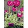 Primula denticulata Rubin Selection - Pierwiosnek ząbkowany Rubin Selection - czerwone, wys. 30, kw 3/4 C0,5