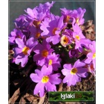 Primula juliae - Pierwiosnek gruziński - różowe, wys 10, kw 3/4 C0,5 