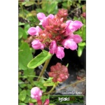 Prunella grandiflora Bella Rose - Głowienka wielkokwiatowa Bella Rose - różowy, wys 20, kw 7/8 C0,5 P