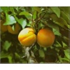 Prunus armeniaca Somo - Morela Somo balotowana 60-120cm
