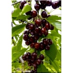 Prunus avium Kordia - Czereśnia Kordia FOTO 